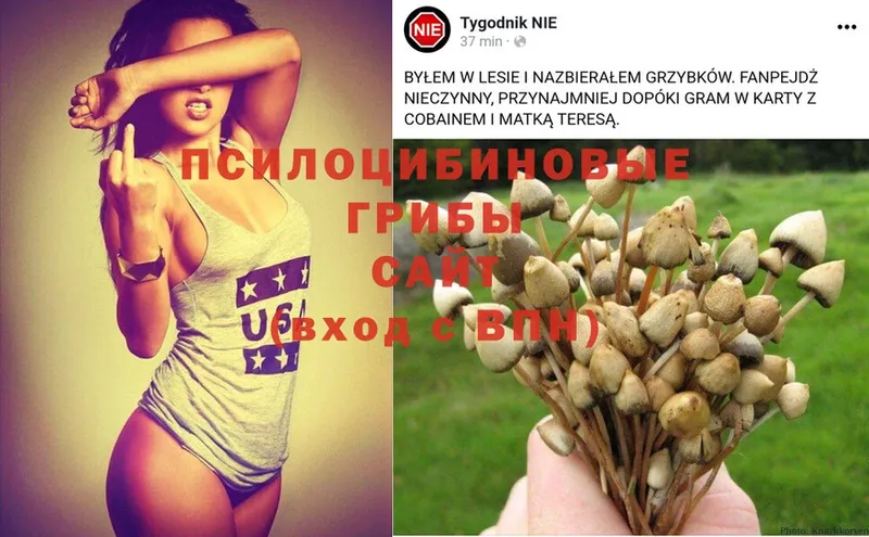 дарк нет формула  Балабаново  Галлюциногенные грибы MAGIC MUSHROOMS 